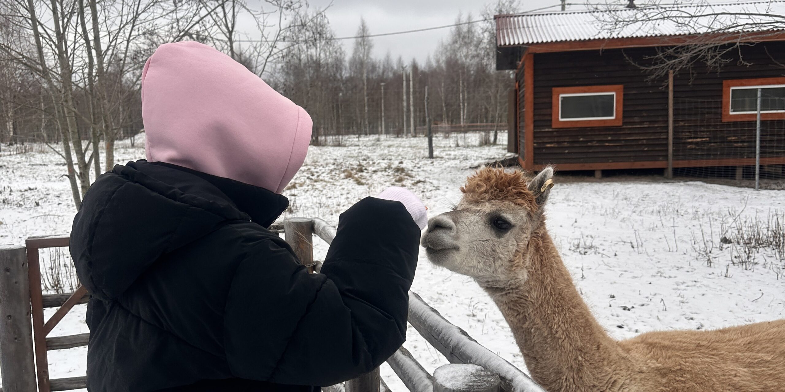 Альпака